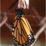 Journey of Transformation